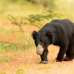 Sloth Bear at Yala National Park Sloth Bear at Yala National Park