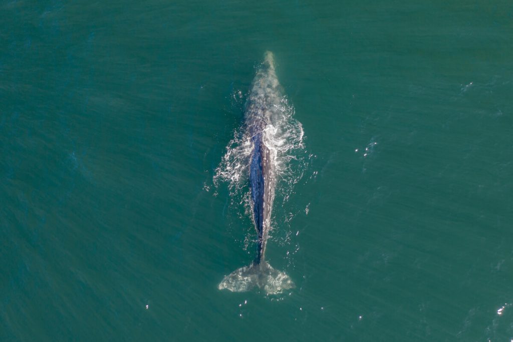 Aerial Whale Watching Sri Lanka