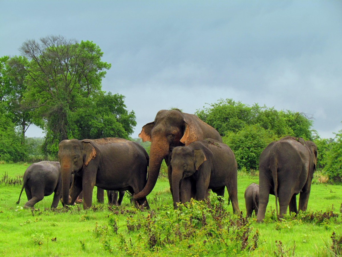 Mystical Setting Amidst Wilderness at Wasgamuwa National Park