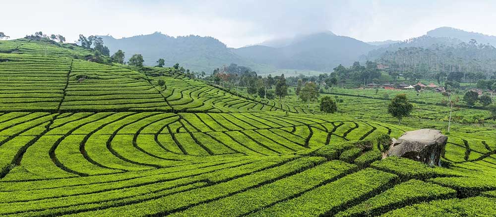 Luscious Tea Estates