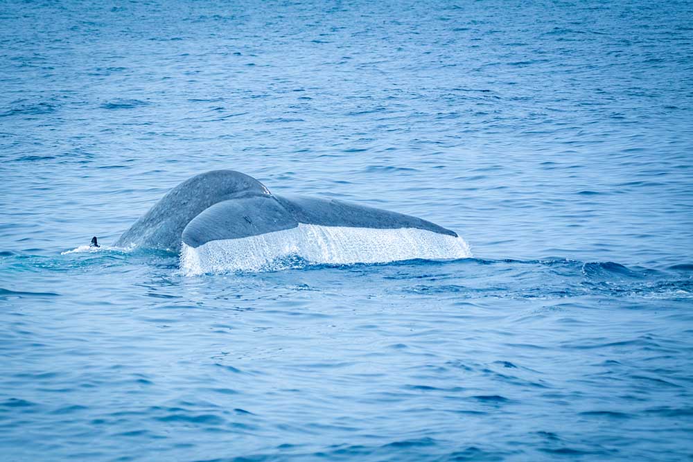 Whale Watching in Mirissa