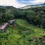 Rainforest Hotel