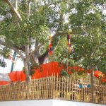 Jaya Sri Maha Bodhi in Anuradhapura