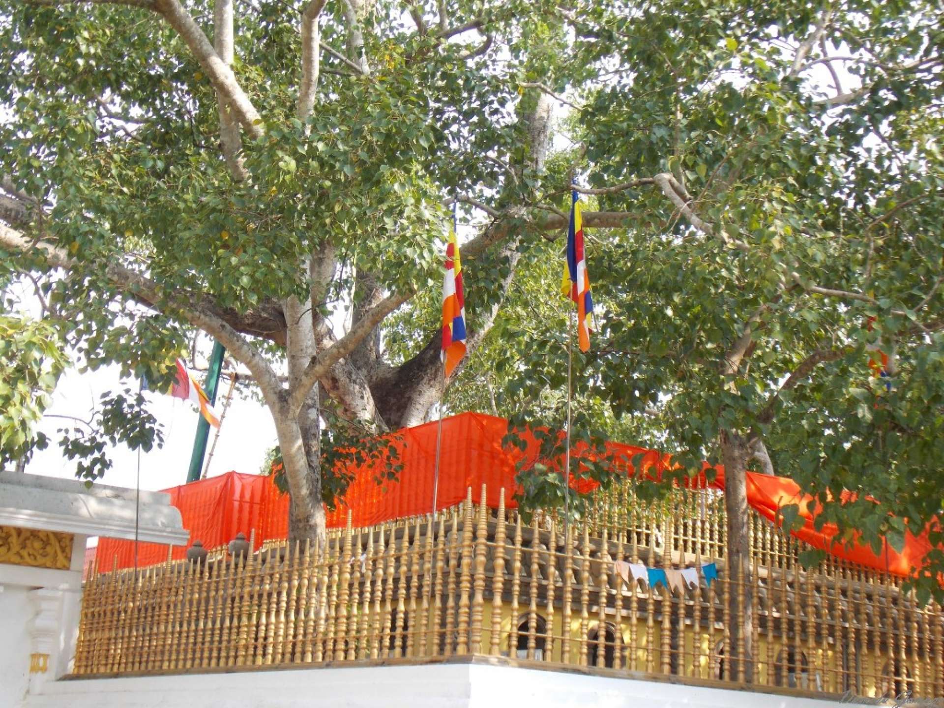 Jaya Sri Maha Bodhi in Anuradhapura
