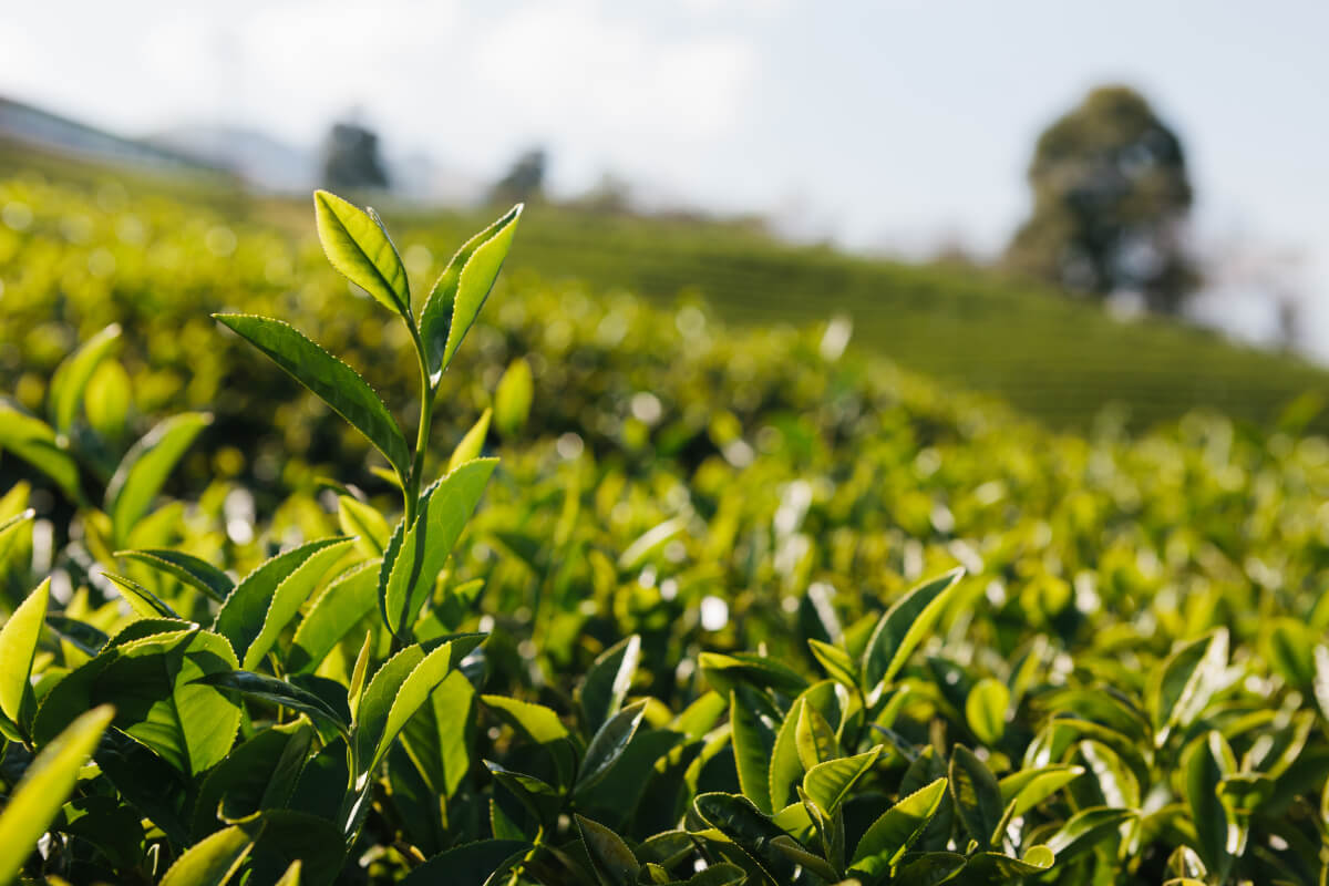 Tea Factory in Sri Lanka