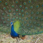 Peacocks - Yala National Park Peacocks - Yala National Park