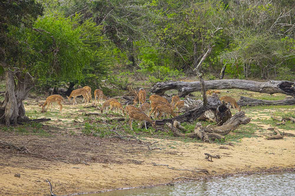 Yala National Park