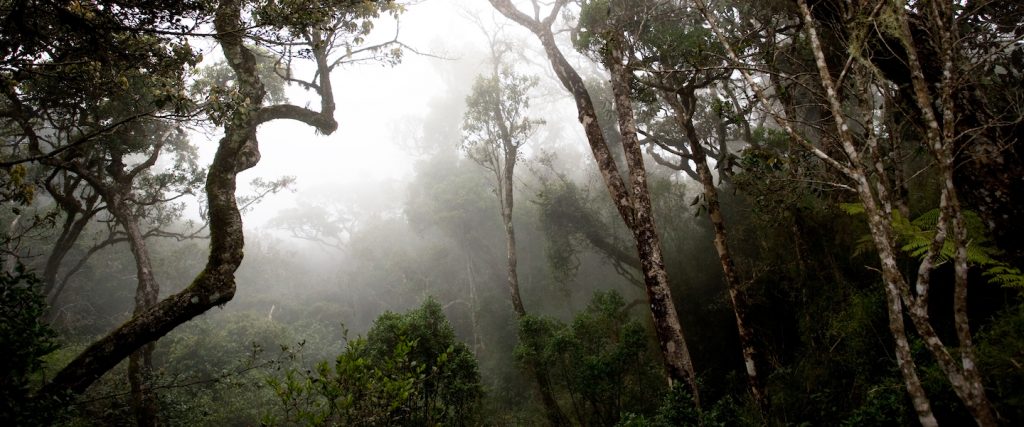 Horton Plains National Park - Sri Lanka