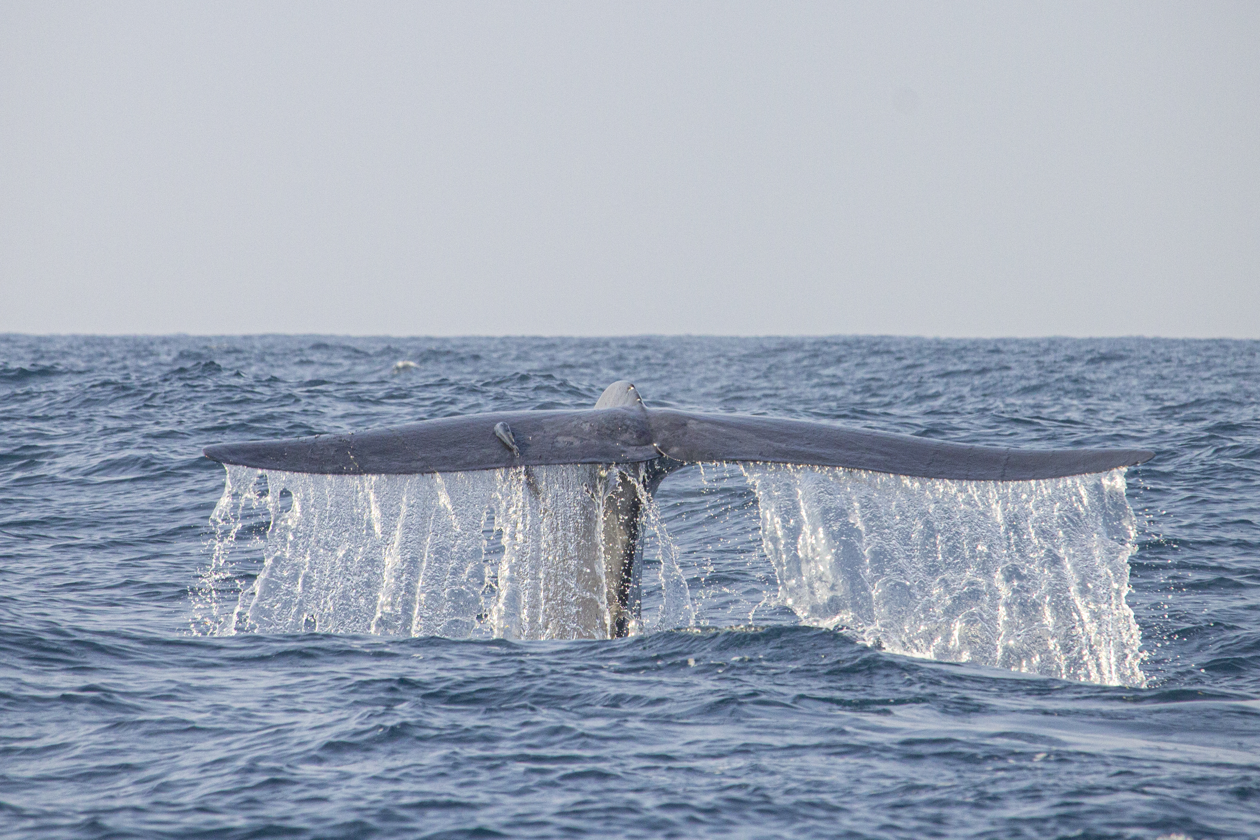 Whale watching