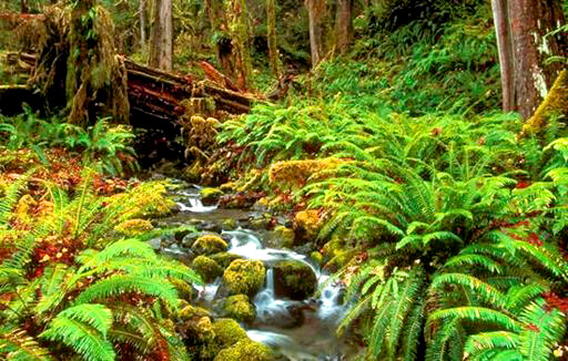 Sinharaja Forest Reserve