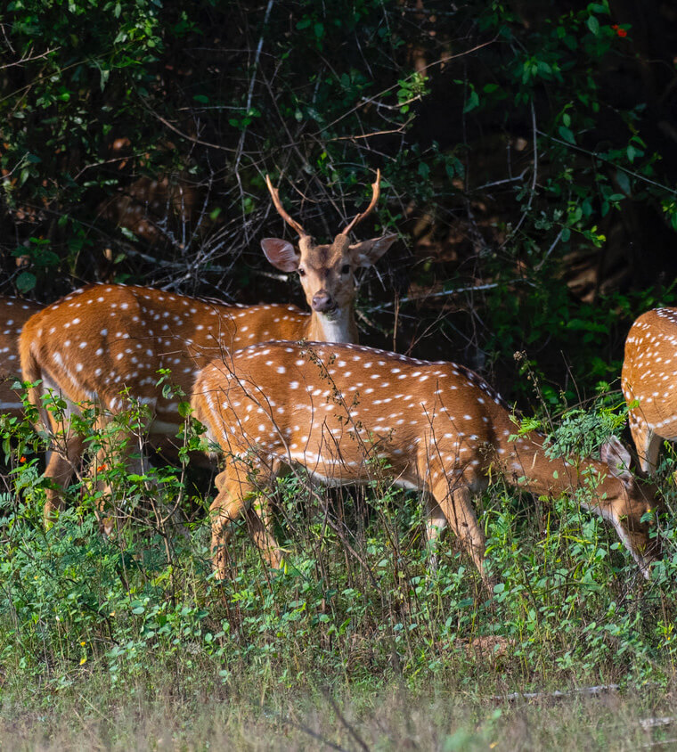 Yala National Park