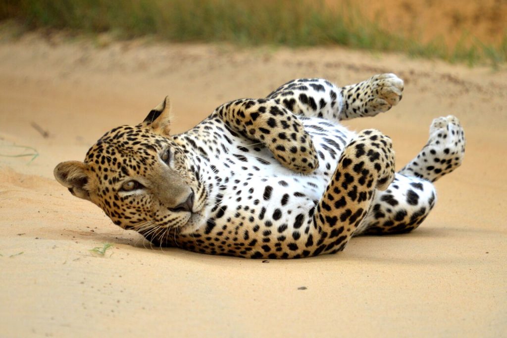 Leopard in Yala National Park