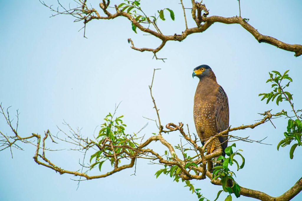 Kumana National Park