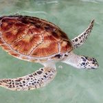 Turtle Watching Turtle Watching