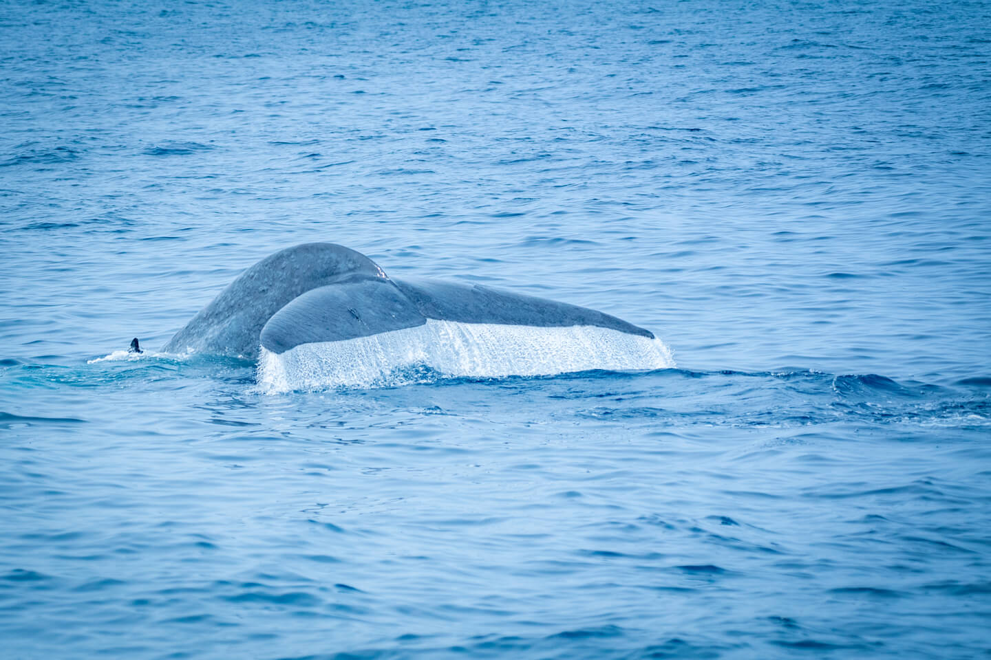 Whale watching in Mirissa