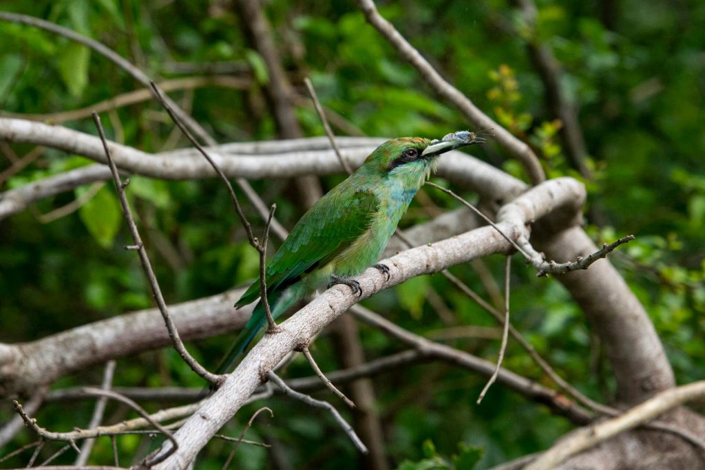 Bundala National Park