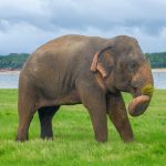 Yala National Park Yala National Park