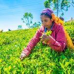 Nuwara Eliya Nuwara Eliya