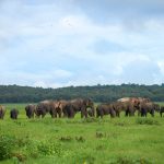 Wilpattu 01 Wilpattu