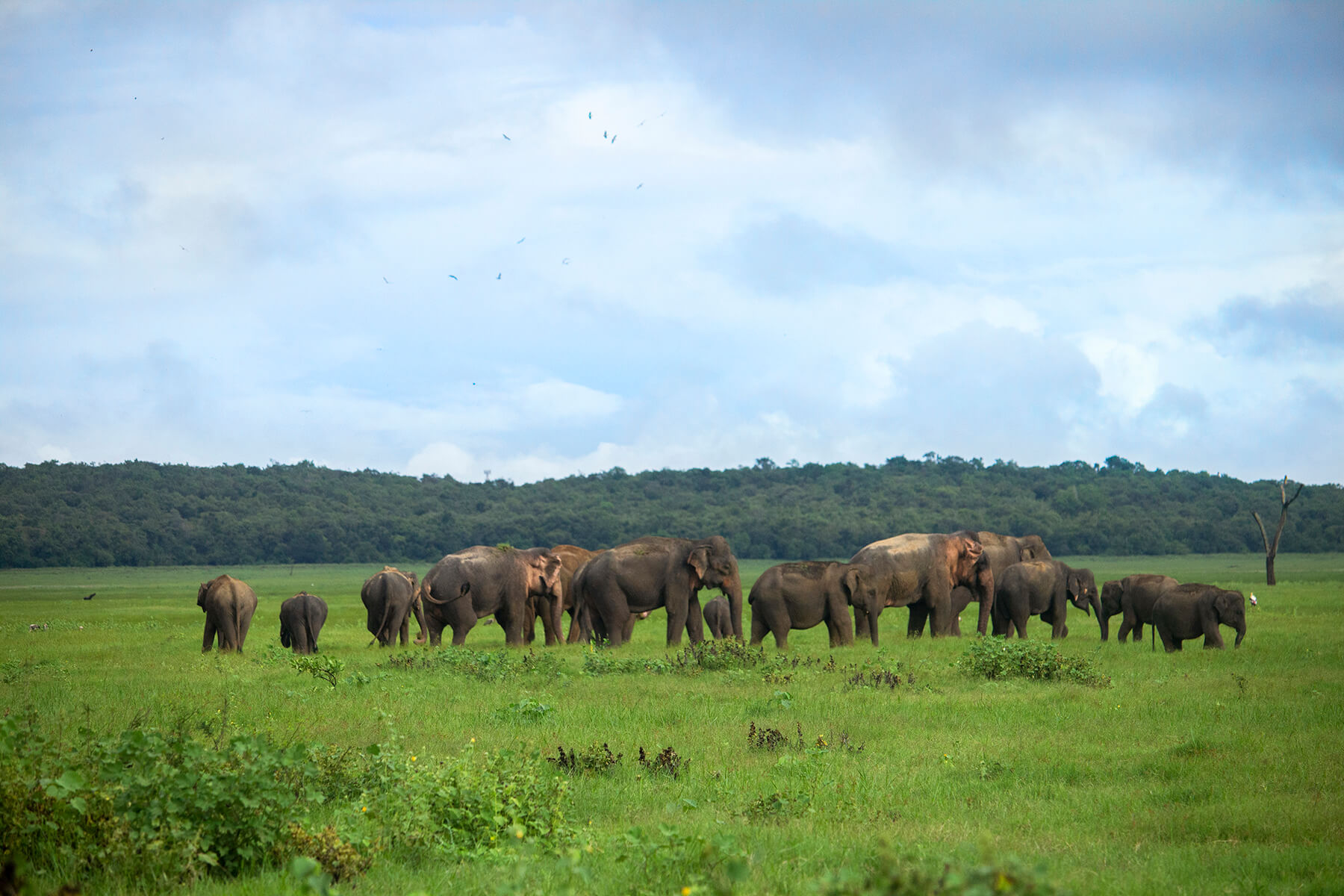 wilpattu nationalpark safari