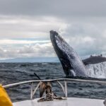 Enjoy Marine Beauty Giant's Loop
