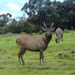 horton plains 2