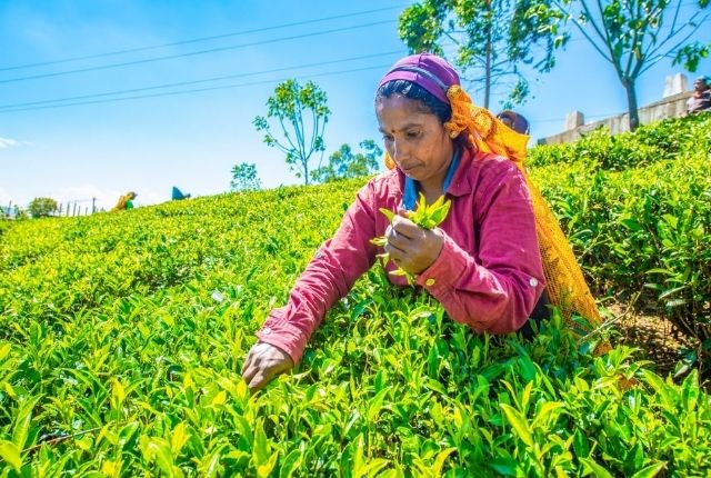 Nuwara Elliya
