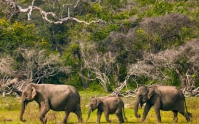 Five Best Places to see Elephants in Sri Lanka