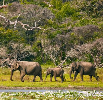 Elephant Safari