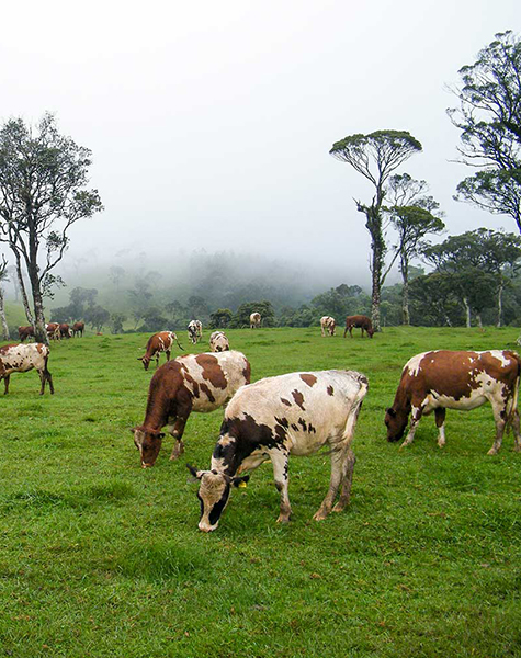 Ambewela Farm