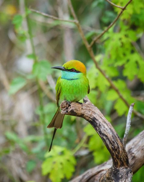 Bird Watching in Sri Lanka