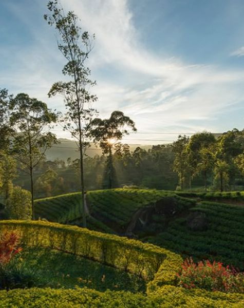 Ceylon Tea Trails - Hatton