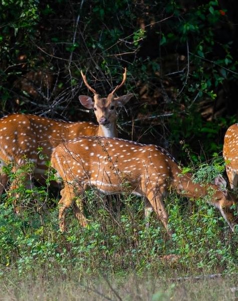 Deers in Willpathtu national park
