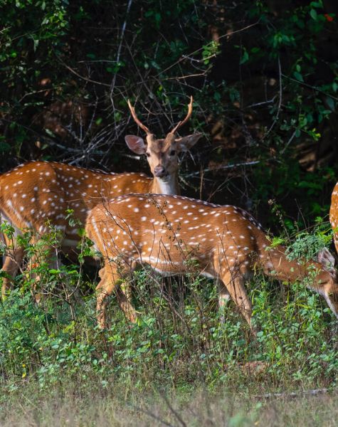 Deers in Yala National Park in Sri lanka