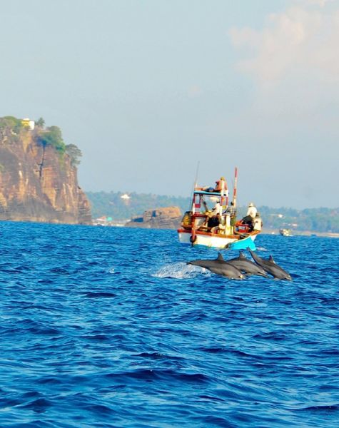 Dlohpines in Trincomalee Sea