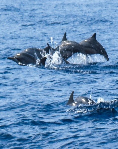 Dolphins in Trincomalee Sea