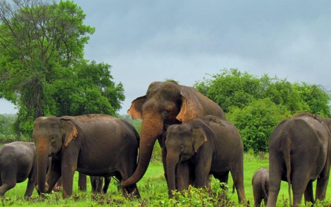 Elephant Safari Tour in Sri Lanka