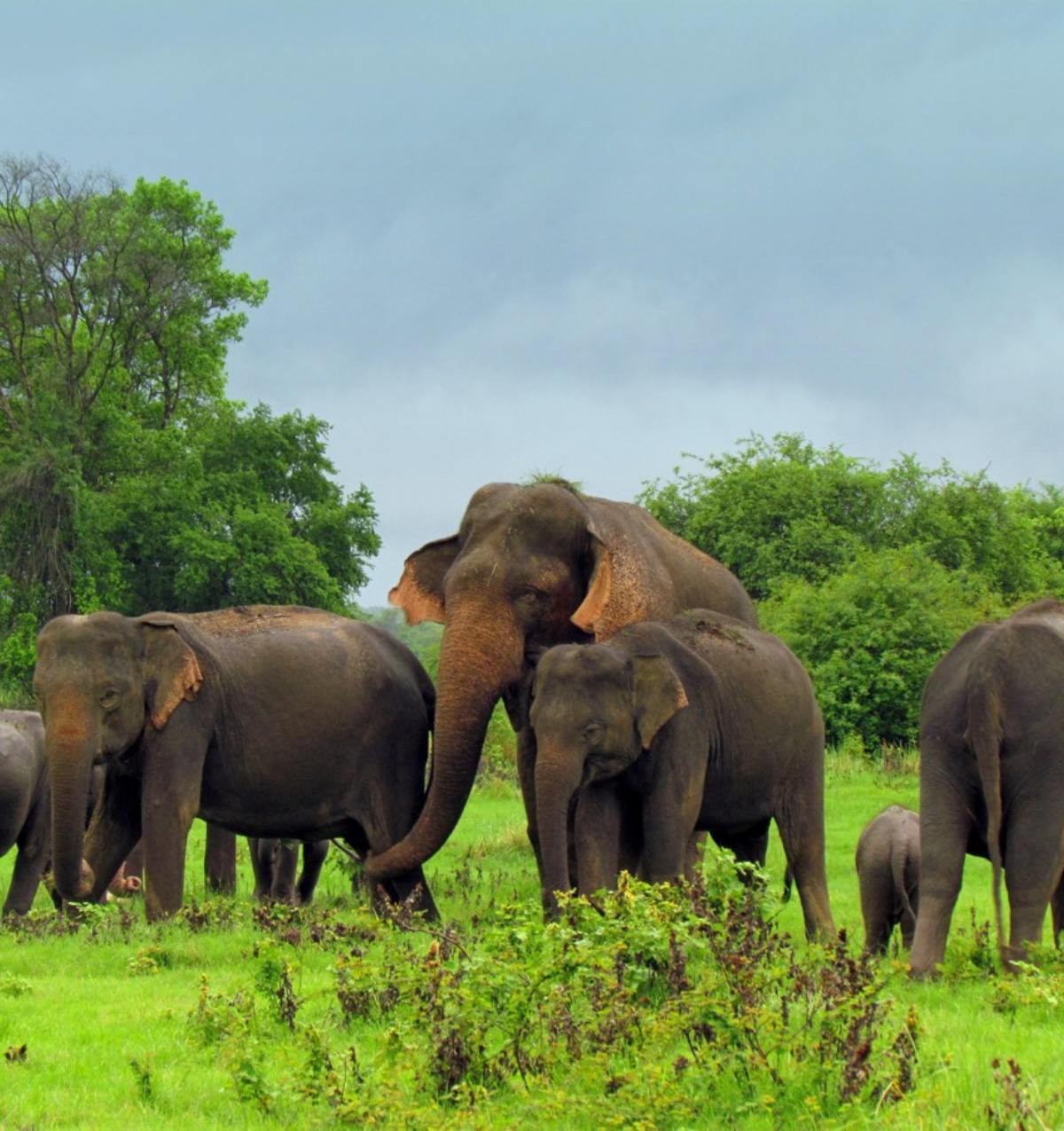 Elephant Safari Tour in Sri Lanka Blue Lanka Tours