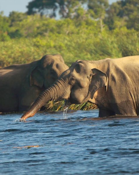 Elephants in Gal Oya National Park