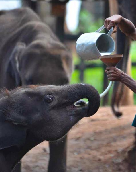 Feeding a baby elephant