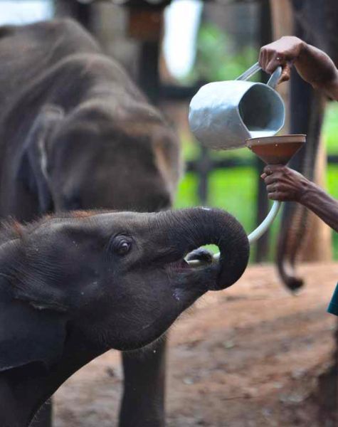 Feeding a baby elephant Feeding a baby elephant