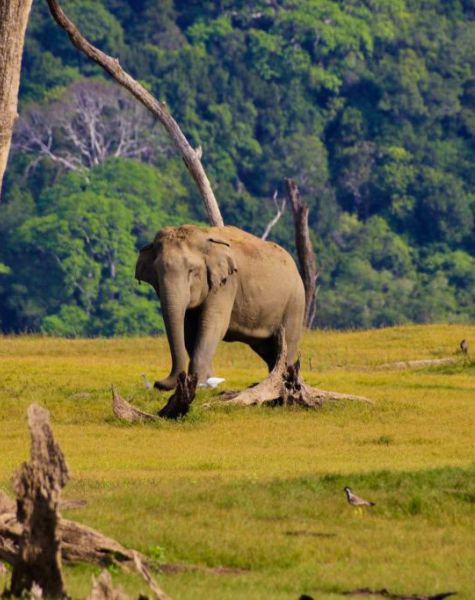 Gal oya national park