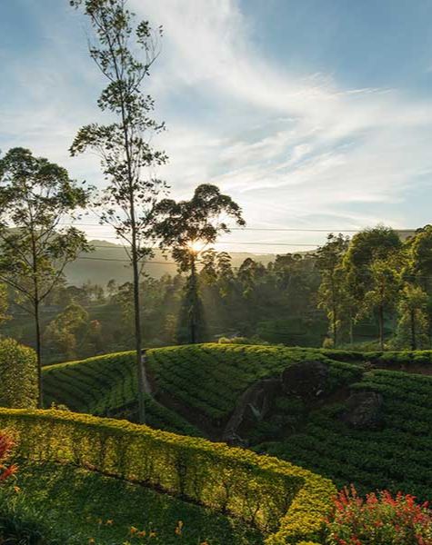 Hatton tea plantation