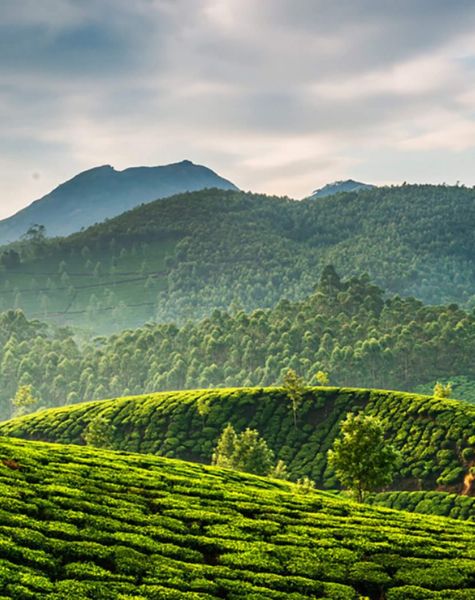 Hatton tea plantation