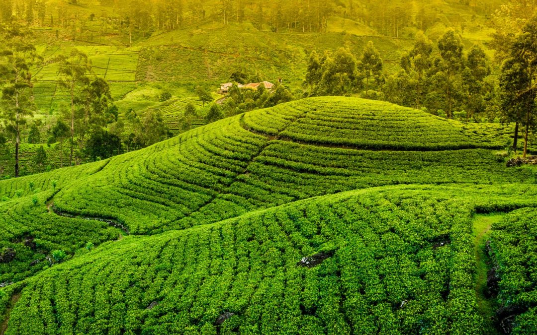 Hill Country Photography Tour in Sri Lanka