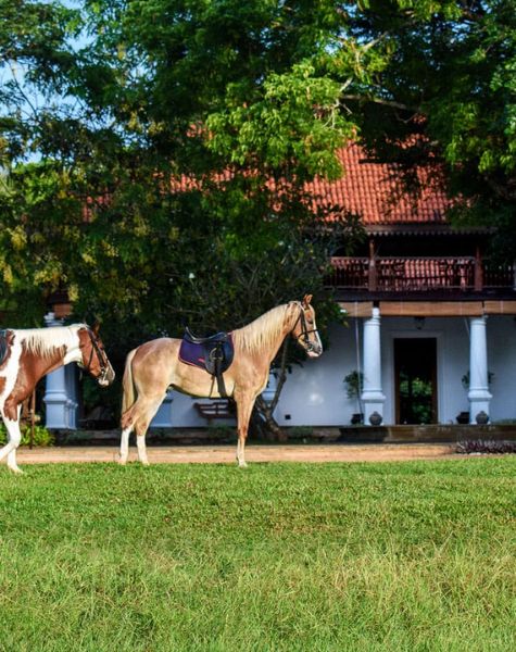 Horse ride in sri lanka