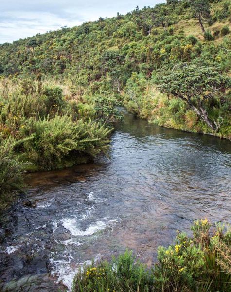 Horton plains