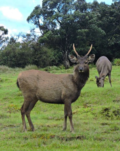 Moose in Horton plains