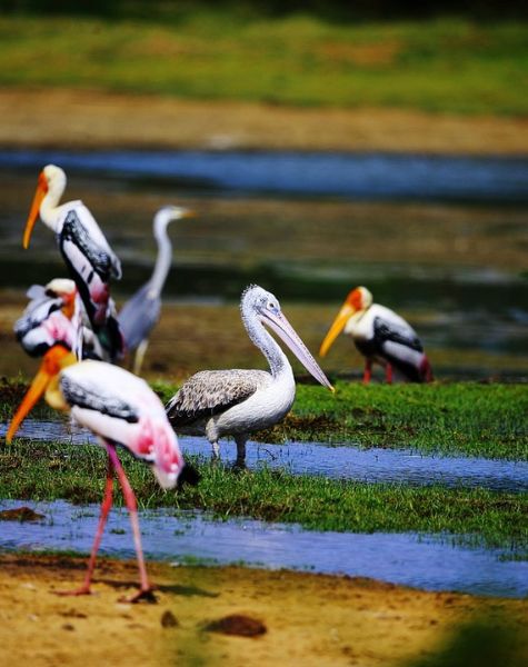 Kumana National Park