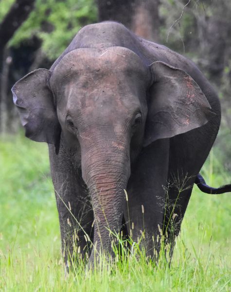 Minneriya National Park in Sri Lanka